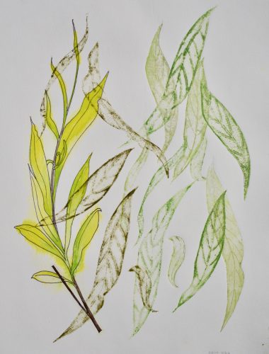 Salix  